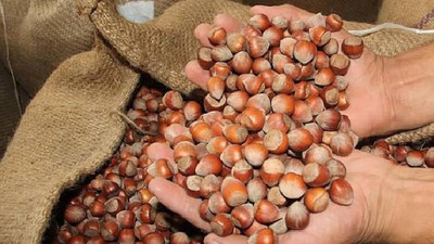 Fındık fiyatları düşüşe geçti
