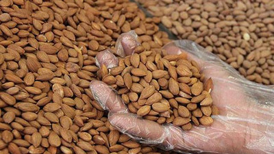 Kayısı çekirdeği fiyatları arttı