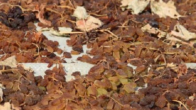 İhracatı ilk kez yarım milyar doları aştı