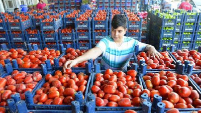 Kilosu 10 TL'den 70 kuruşa düştü