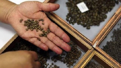 Tarım Kredi'den yem ve tohumda indirim kampanyası