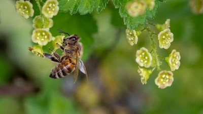 AP'den arıları koruma adımı