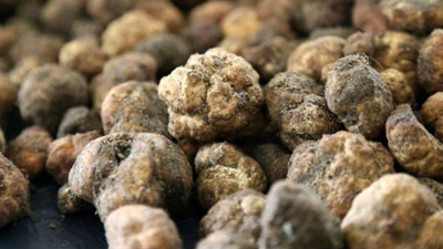 Bakanlık satacak: Kilosu 13 bin lira