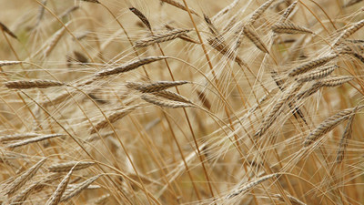 TMO, Suriye'den arpa alıyor