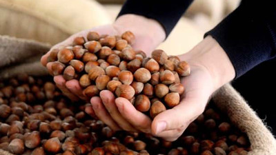 Fındıkta düşük fiyat baskısı!