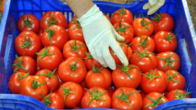 Rusya'nın domates kararı sevindirdi