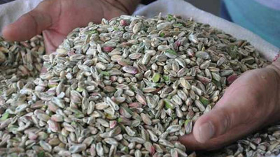 "Yeşil altın" rekoltesinde beklenti yüksek