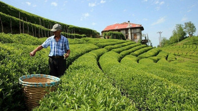 Çay üreticisine koronavirüs çağrısı