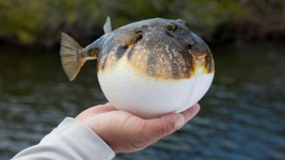 Her isteyen balon balığı avlayamayacak