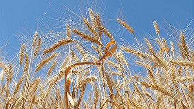 Buğday üretiminde artış bekleniyor