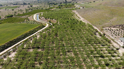 Fiyatı 7,5 TL olan Çağla, üreticisinin yüzünü güldürdü