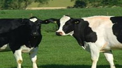 Yerli dana 1488 lira