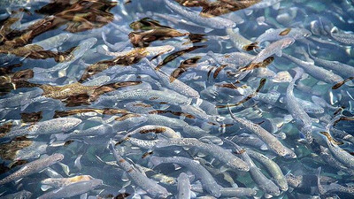 Baraj göllerinden balık üretimine katkı