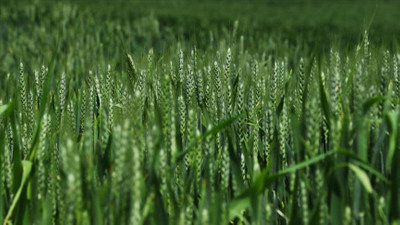 Açıklanan buğday alım fiyatları çiftçilerin yüzünü güldürdü