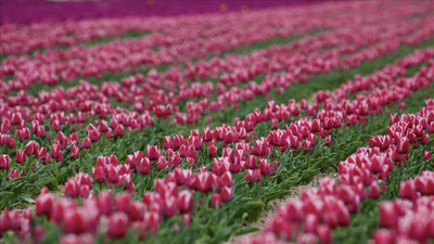 Türkiye'den 12 ülkeye "lale" ihracatı