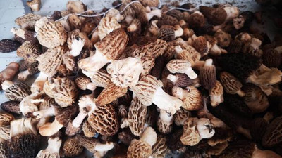 Kurutulmuş kuzugöbeği mantarı, 800 liraya satılıyor