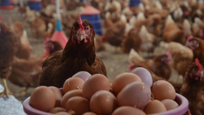 Tavuk yumurtası üretiminde rekor