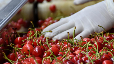 Kirazda rekolte ve ihracat beklentisi yüksek