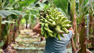 Çukurova'da muz üretim alanları genişliyor