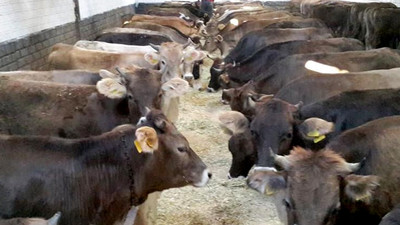 Bakan Pakdemirli: 1,2 milyon büyükbaş 3,5 milyon küçükbaş hayvan kesime hazır