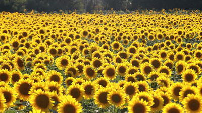 Ayçiçeği alım fiyatları yükseltildi