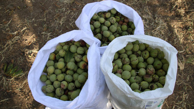 Kaman cevizinde "yüksek rekolte" beklentisi