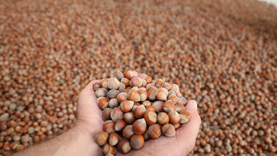 Fındık ihracatından 11 sezonda 21 milyar doları aşkın gelir sağlandı