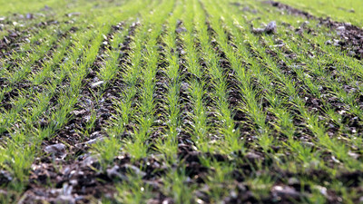 Trakya'nın verimli toprakları çiftçinin yüzünü güldürüyor