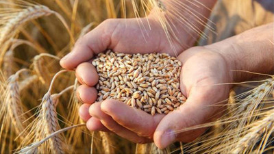 Arpa, buğday ve mısırda gümrük vergisi 30 Nisan 2021 tarihine kadar sıfırlandı