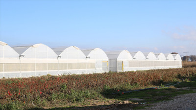 Çanakkale'de devlet destekleriyle büyüyen seracılık 113 köye yayıldı