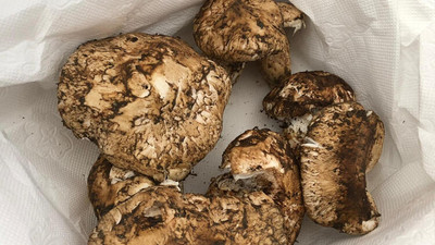 Türkiye'de kiloyla satılıyor, Japonlar taneyle alıyor! Kilosu 100 TL...