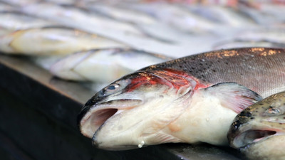 Balıkta büyük hile: Küçük balık yutturup, ağırlığını artırıyorlar