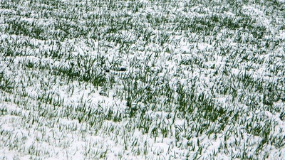 Bakan Pakdemirli'den çiftçiye kar ve zirai don uyarısı