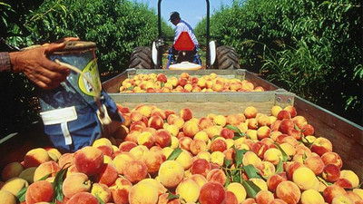 Şeftalide zam kayısıyı geçti