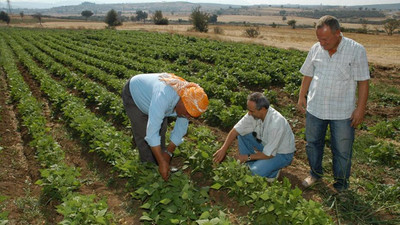Bakanlıktan çiftçilere 828 milyon lira destek