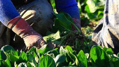 Kadınlara ve çiftçilere yönelik uluslararası fonların kilidini 'kooperatifler' açacak