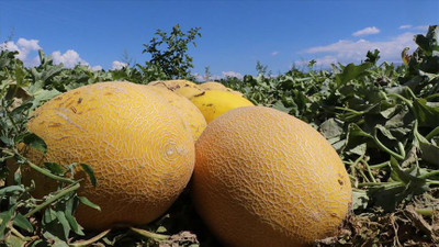 Adana'da kavun verimiyle üreticinin yüzünü güldürdü