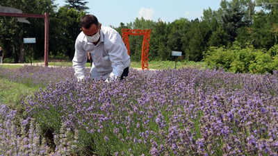 Edirne'de lavanta tarlalarında hasat başladı
