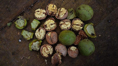 Ceviz deposu Kırşehir'de yüksek rekolte bekleniyor