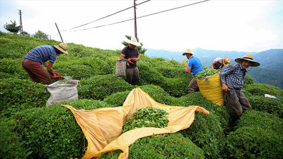 Çay ihracatından 10 milyon dolar gelir elde edildi