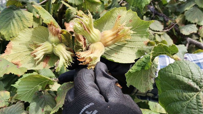 Karadeniz’de fındık hasadı başladı
