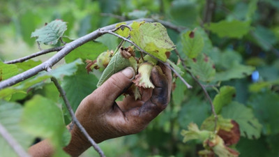 Megakent İstanbul'da fındık hasadı