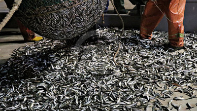 Karadeniz’de ‘istavrit’ bolluğu; fiyatı yarıya düştü