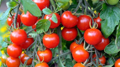 Türkiye'nin 8 aylık yaş meyve sebze ihracatının şampiyonu kiraz ve domates oldu
