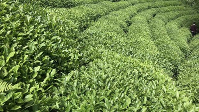 9 ayda 115 ülkeye çay ihraç edildi