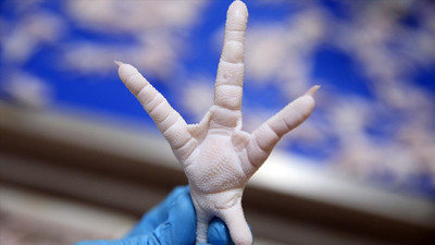 Tavuk ayağı ile Çin'e giren Türk firma ada ülkelerine de açıldı