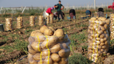 Yerli tohumluk patates üreticisini sevindirdi