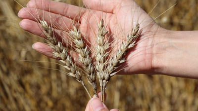 Buğday fiyatlarında 13.5 yılın zirvesi