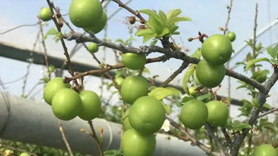 Yılın ilk eriği, kilosu 600 TL'den satıldı