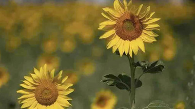 Yağlı tohumlu bitki üretimine hibe desteği